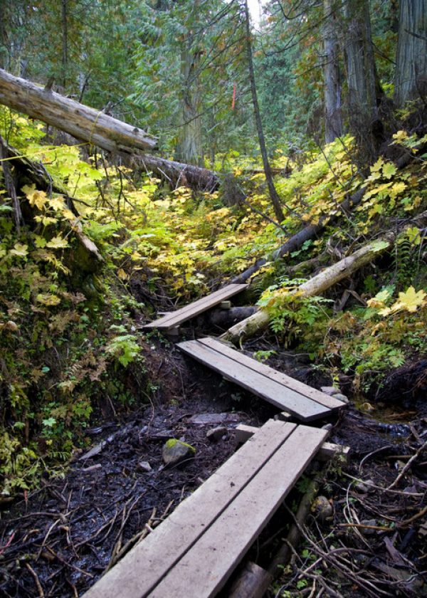 RS941_ancient_boardwalk-scr RS941_ancient_boardwalk-scr